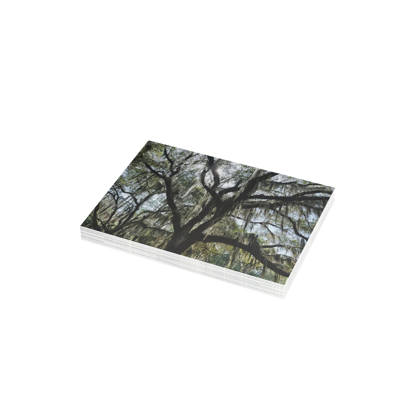 Southern Charm Collection's Spanish Moss Postcards Bundles (envelopes included)