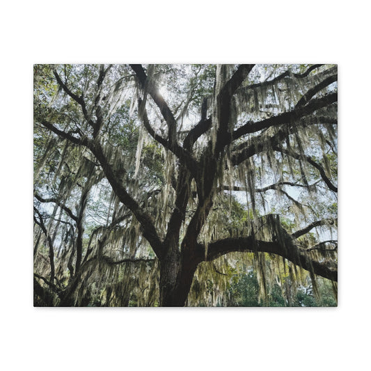 Southern Charm Collection